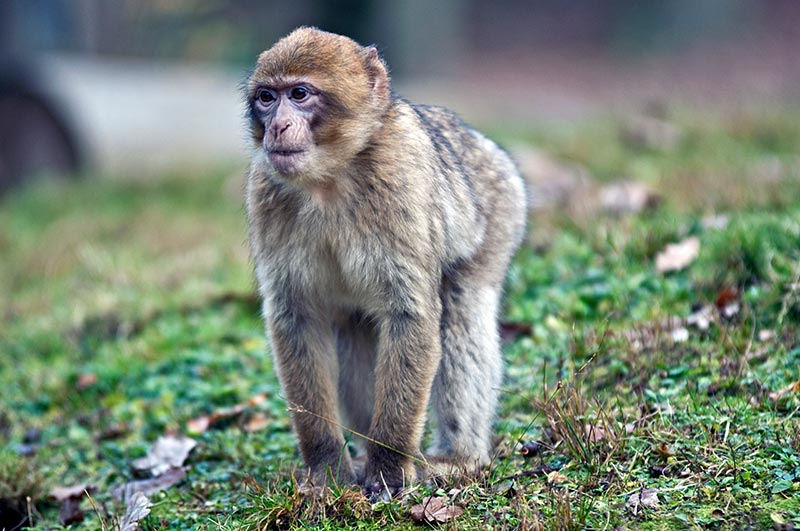 Neubau Berberaffengehege Bergtierpark Erlenbach